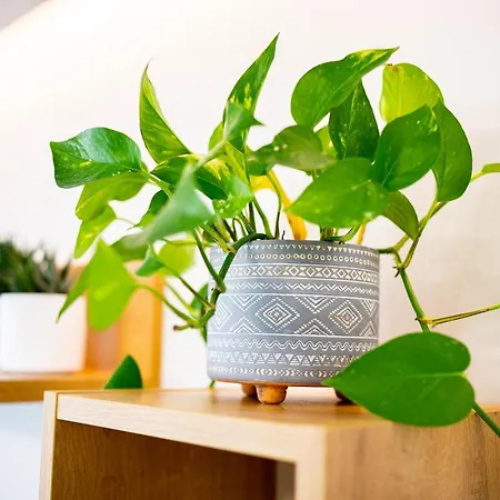 Apartamento Lilium *