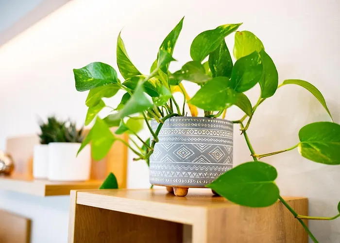 Apartamento Lilium *